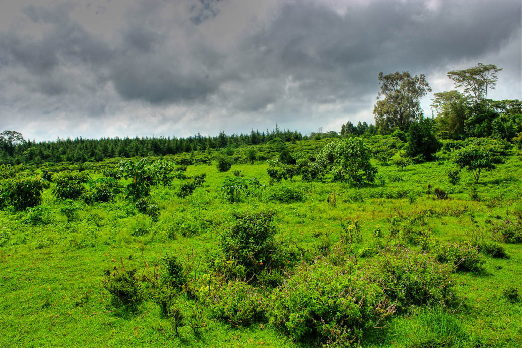 Save Mount Kenya_clearing