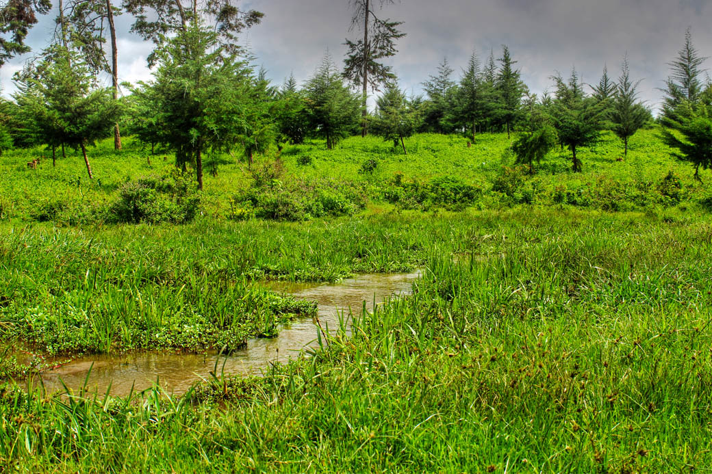 Save Mount Kenya_clearing3