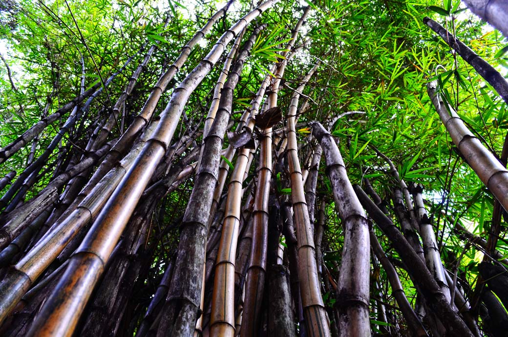 Oloolua Nature Trail_Bamboo1