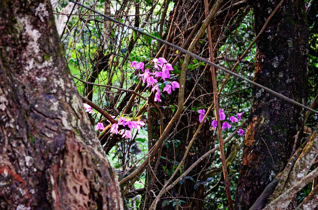 Oloolua Nature Trail_Flowers