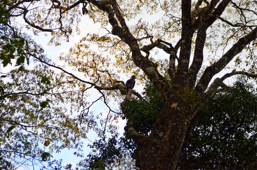 Oloolua Nature Trail_Monkey