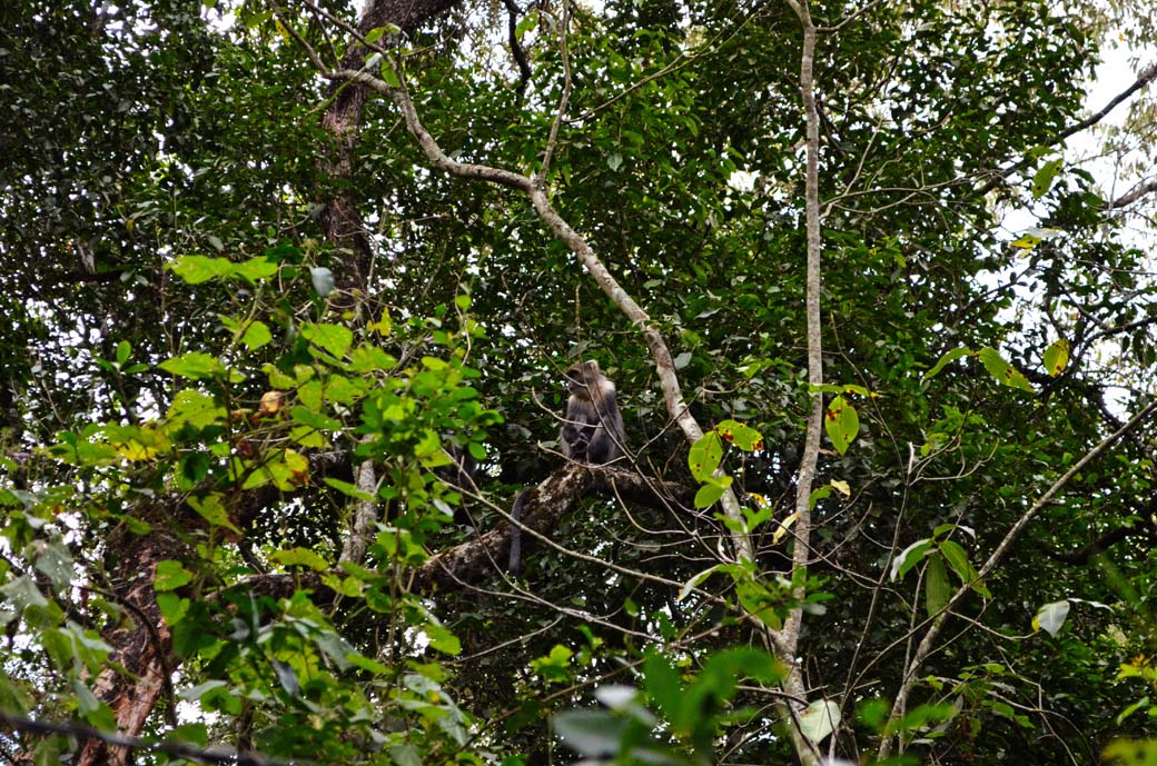 Oloolua Nature Trail_Monkey2