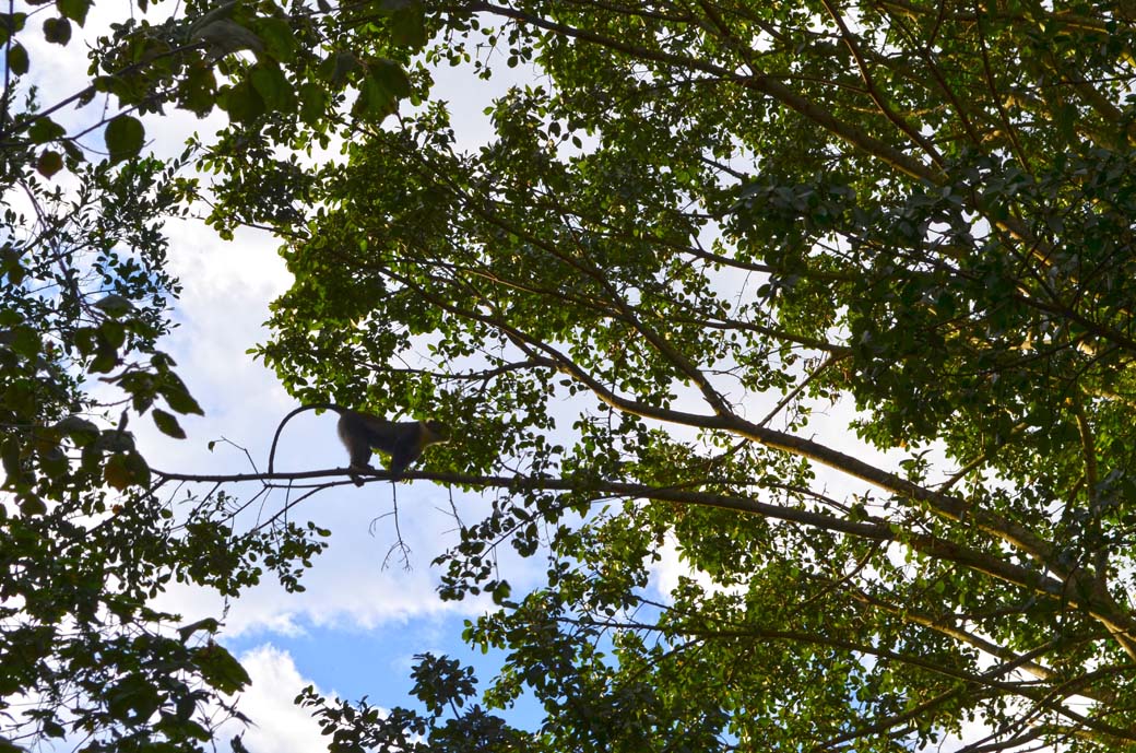 Oloolua Nature Trail_Monkey4