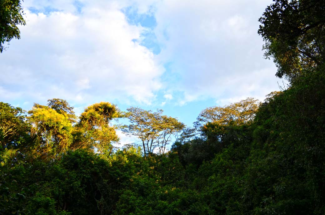 Oloolua Nature Trail_Trees