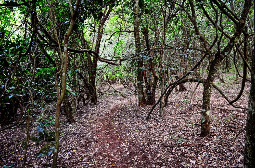 Oloolua Nature Trail_forest floor