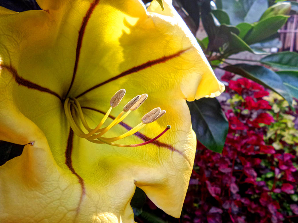 Karen Blixen Museum_Flower