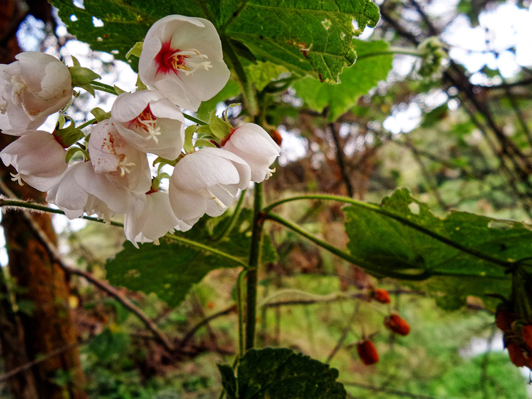 Masai Lodge_Flower