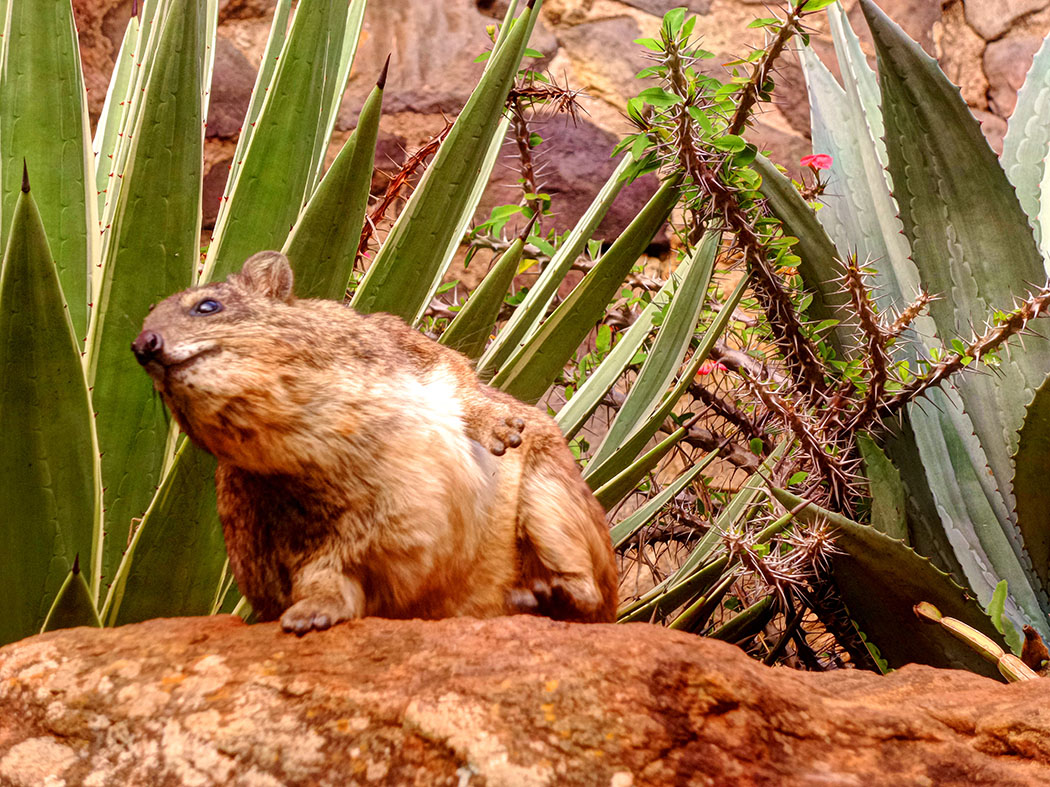 Masai Lodge_Hyrax2