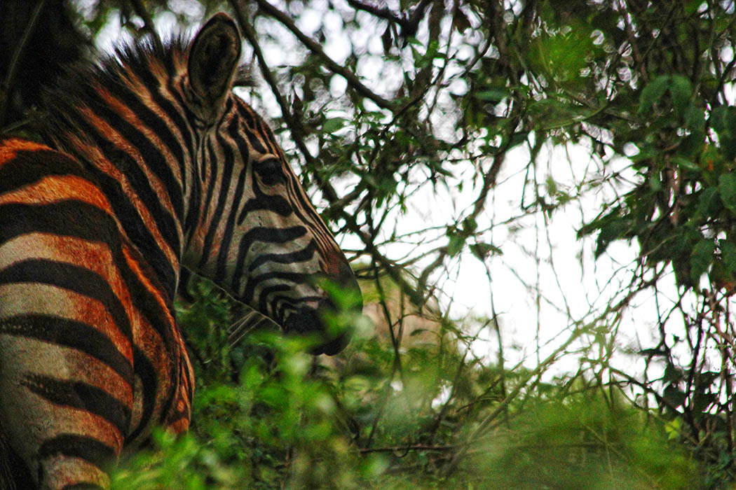 Unexpected Kenya _Zebra