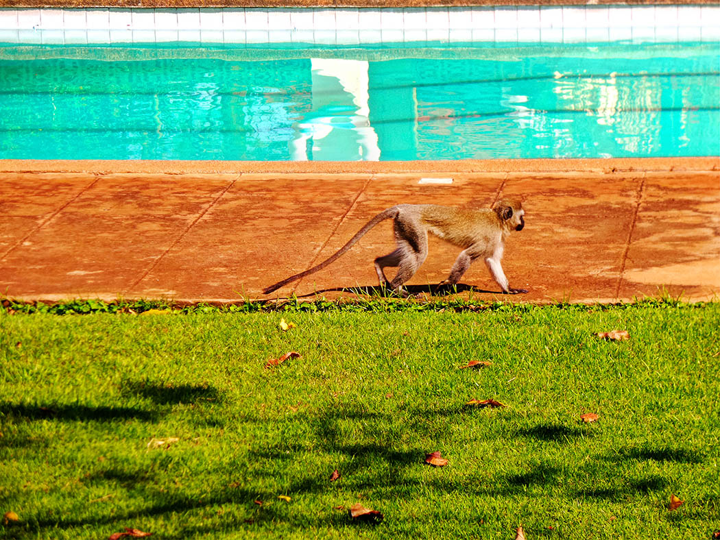 Unexpected Kenya day 1_Monkey