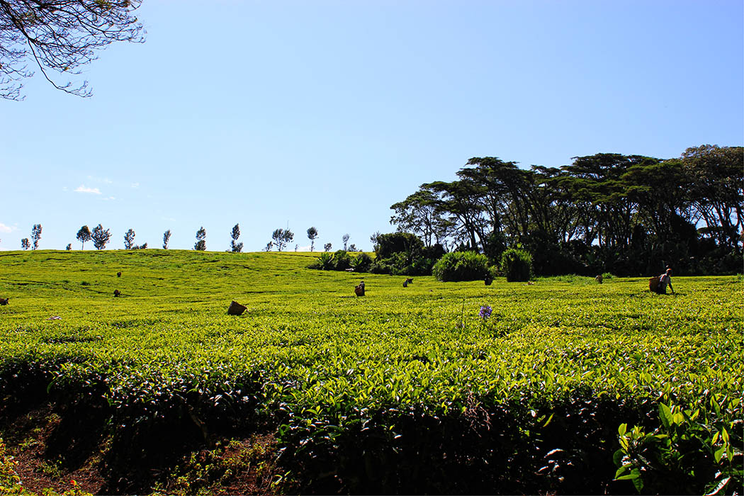 Unexpected Kenya_Kapsimotwa Gardens tea