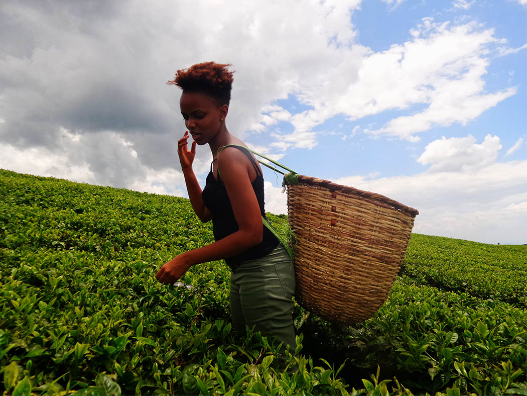 Unexpected Kenya_Kapsimotwa Gardens_tea picking