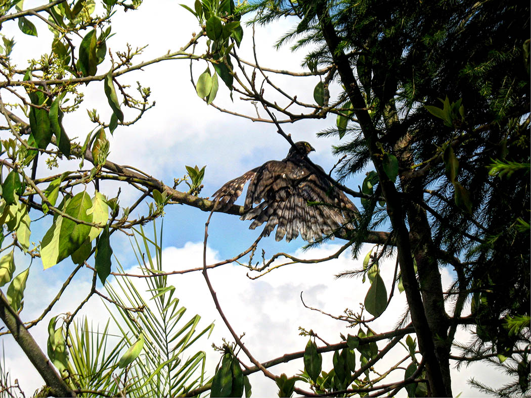 Wildlife in my backyard_bird of prey