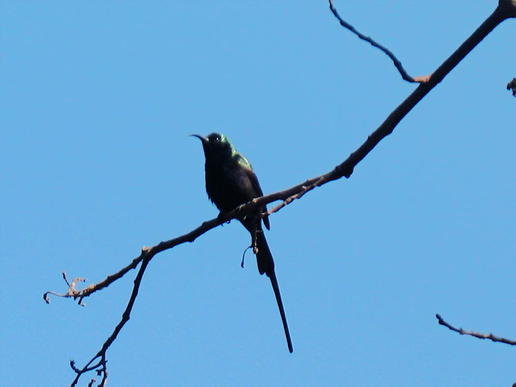 Wildlife in my backyard_black humming bird 2