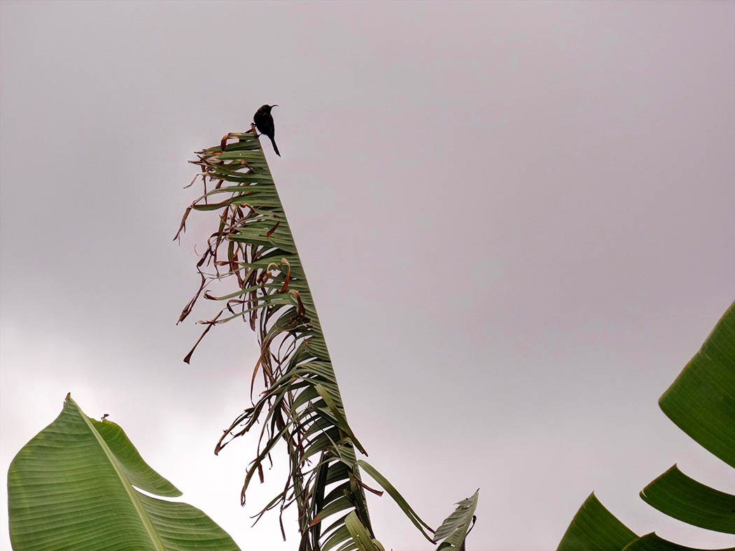 Wildlife in my backyard_black humming bird