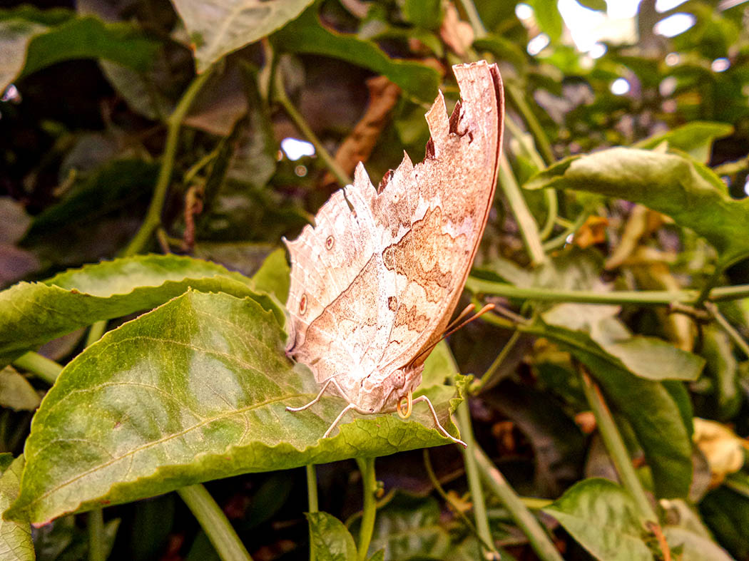 Wildlife in my backyard_butterfly close up 2
