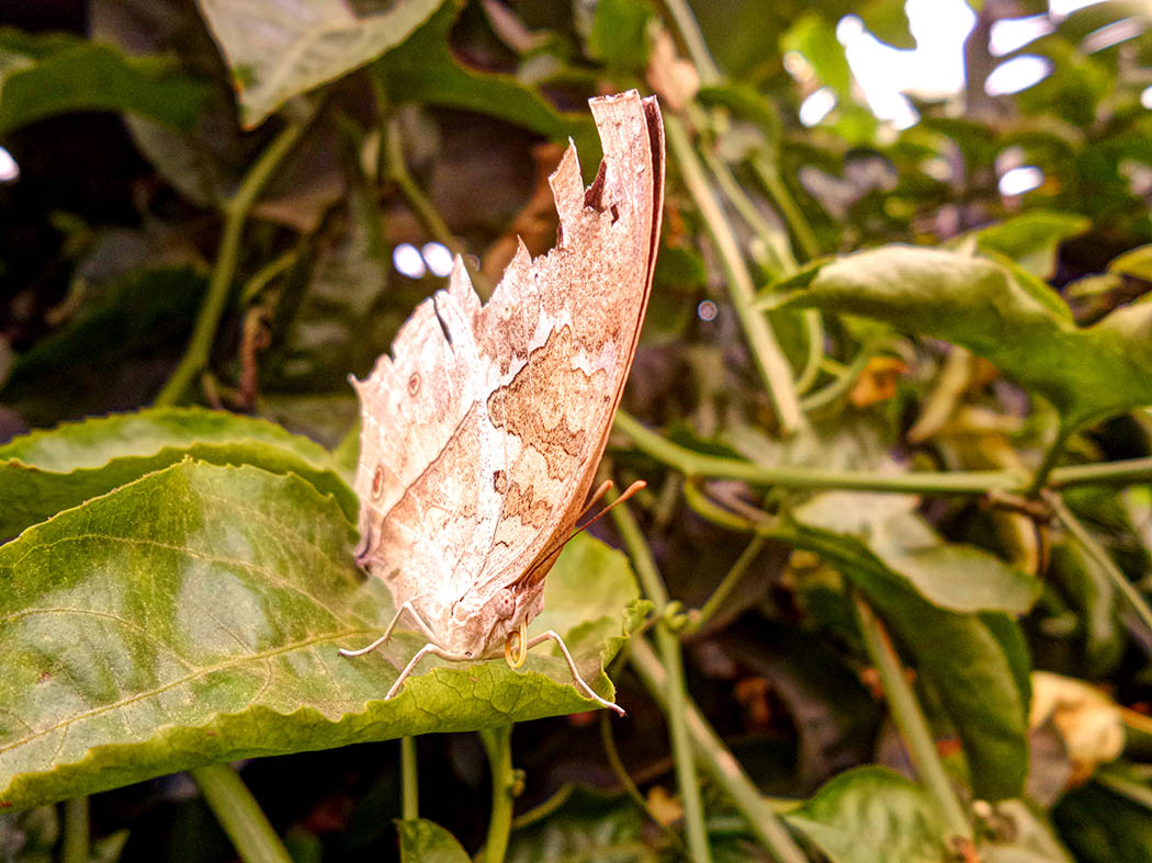 Wildlife in my backyard_butterfly close up 3