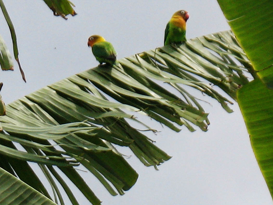 Wildlife in my backyard_fischers lovebird