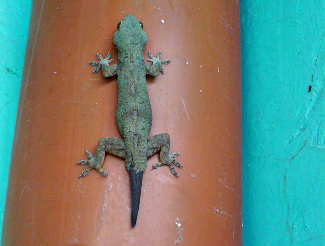 Wildlife in my backyard_gecko
