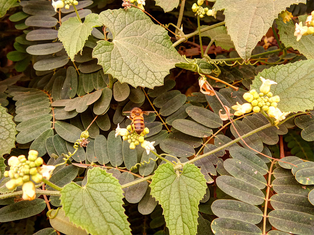 Wildlife in my backyard_honeybee