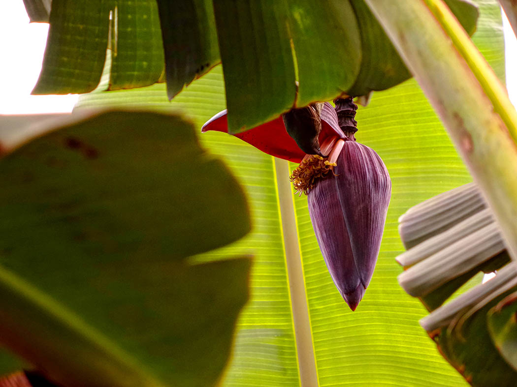 Wildlife in my backyard_humming bird on banana