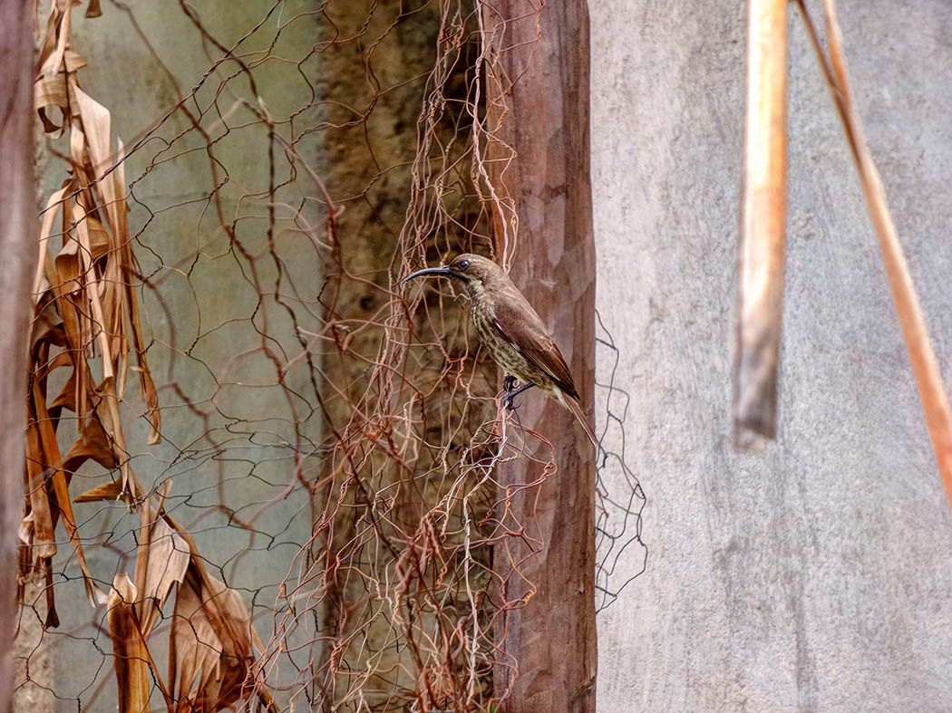 Wildlife in my backyard_humming bird