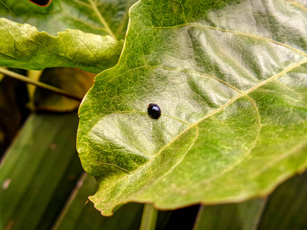 Wildlife in my backyard_ladybird