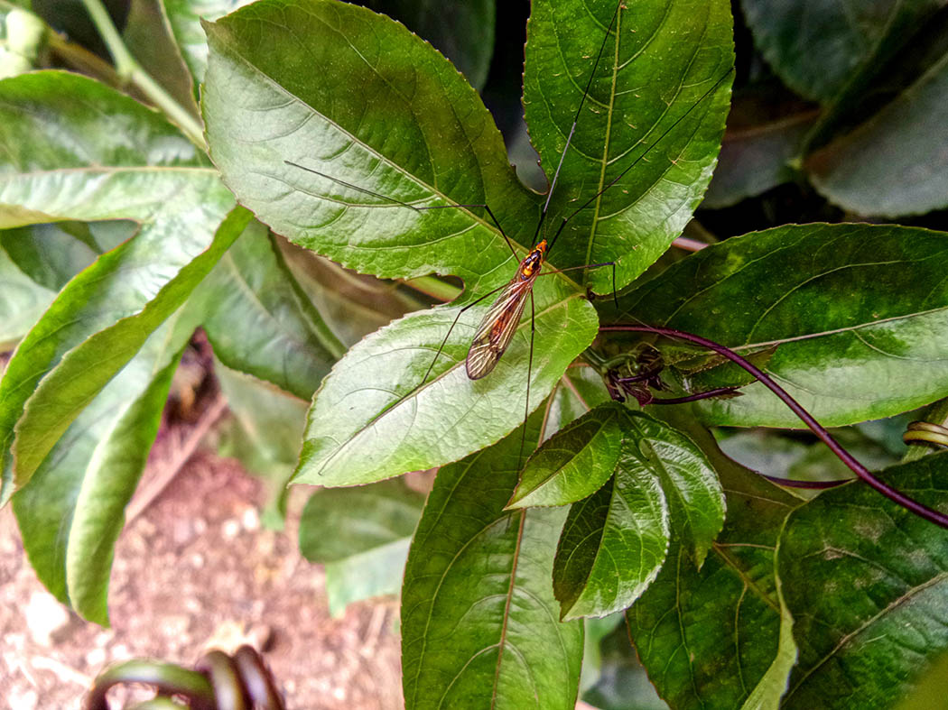 Wildlife in my backyard_mosquito