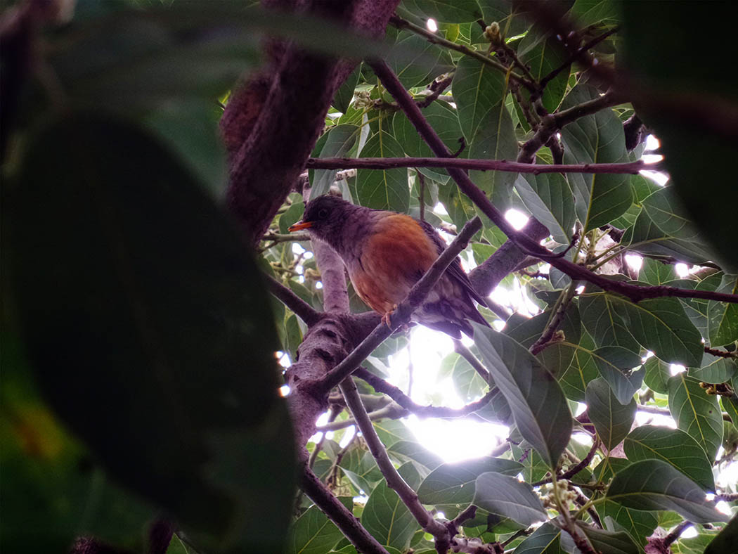 Wildlife in my backyard_orange breast bird