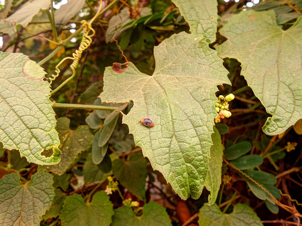 Wildlife in my backyard_orange ladybird