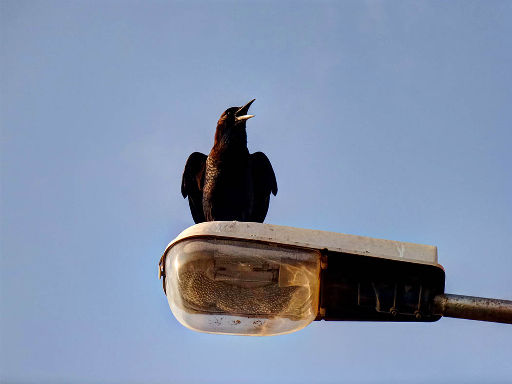 Wildlife in my backyard_raven