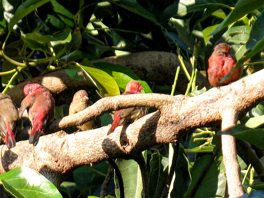 Wildlife in my backyard_robins 2