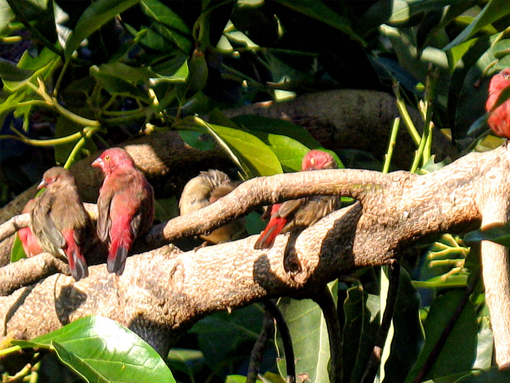 Wildlife in my backyard_robins