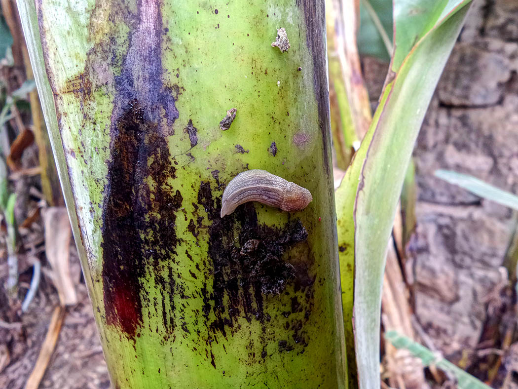 Wildlife in my backyard_slug on banana stem