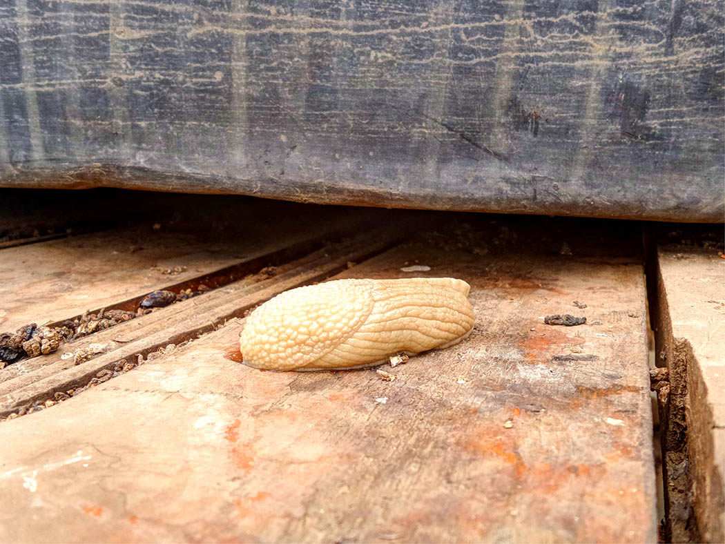 Wildlife in my backyard_slug