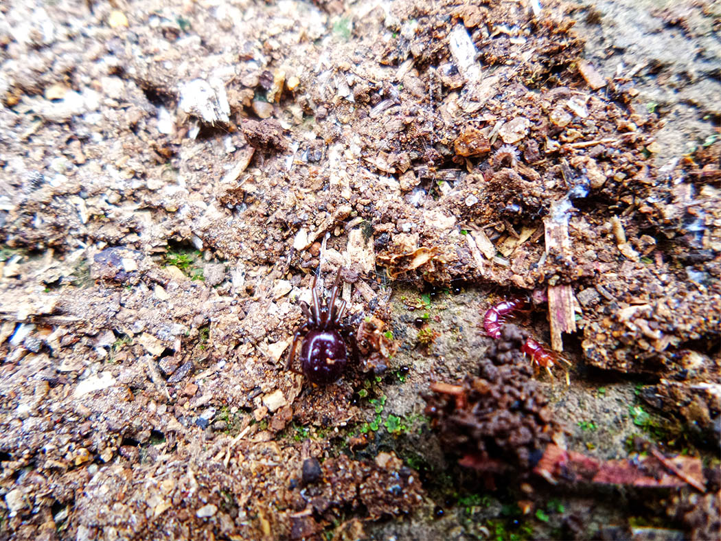 Wildlife in my backyard_spider