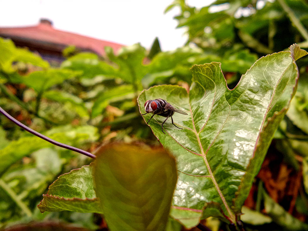 Wildlife in my backyard_toilet fly