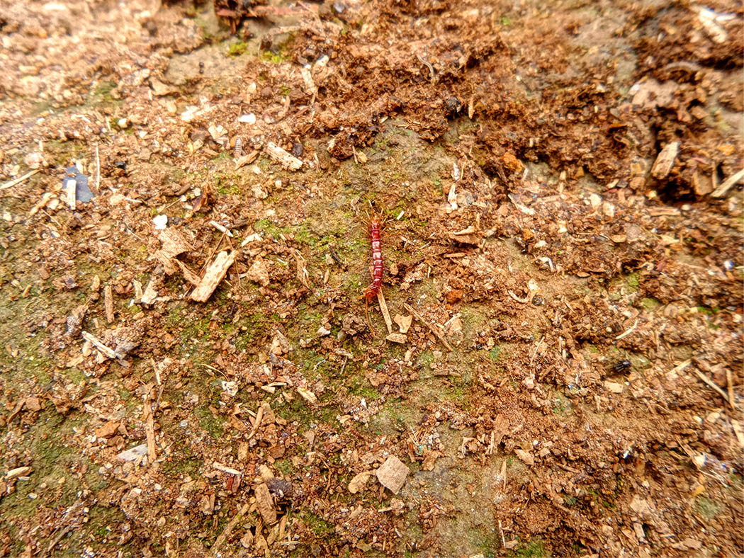 Wildlifein my backyard_centipede