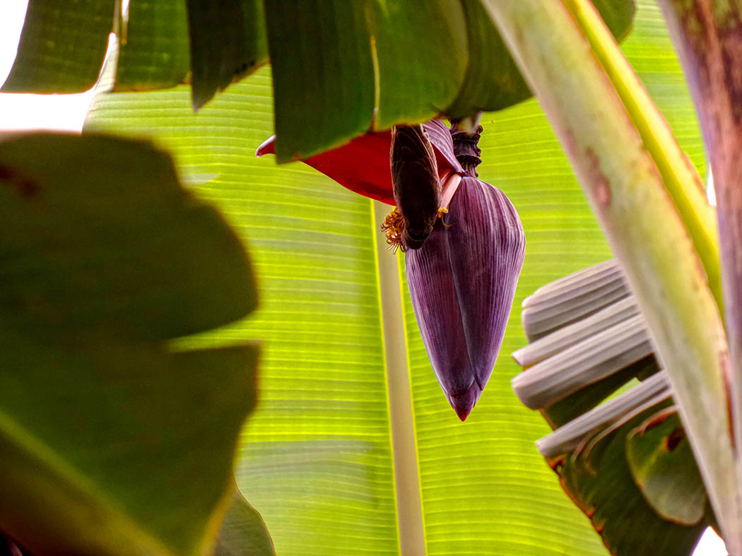 Wildlifein my backyard_humming bird on banana 2