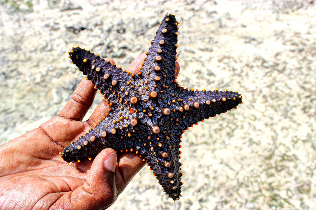 Sands at Nomad restaurant_Starfish