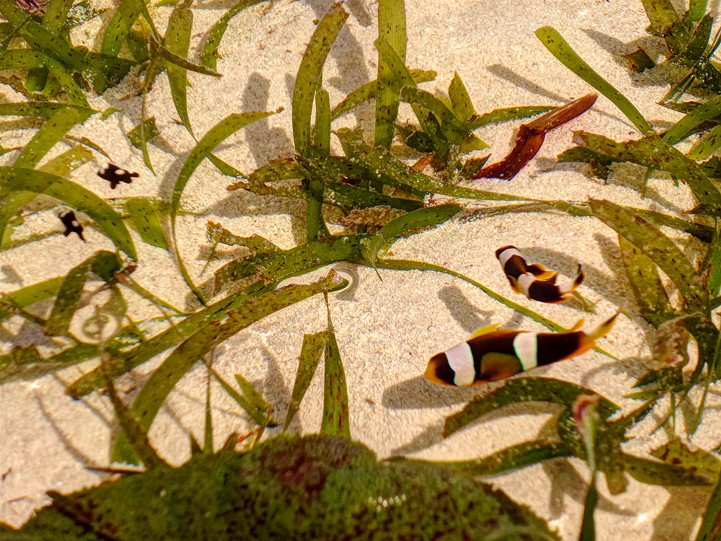 Sands at Nomad restaurant_nemo fish
