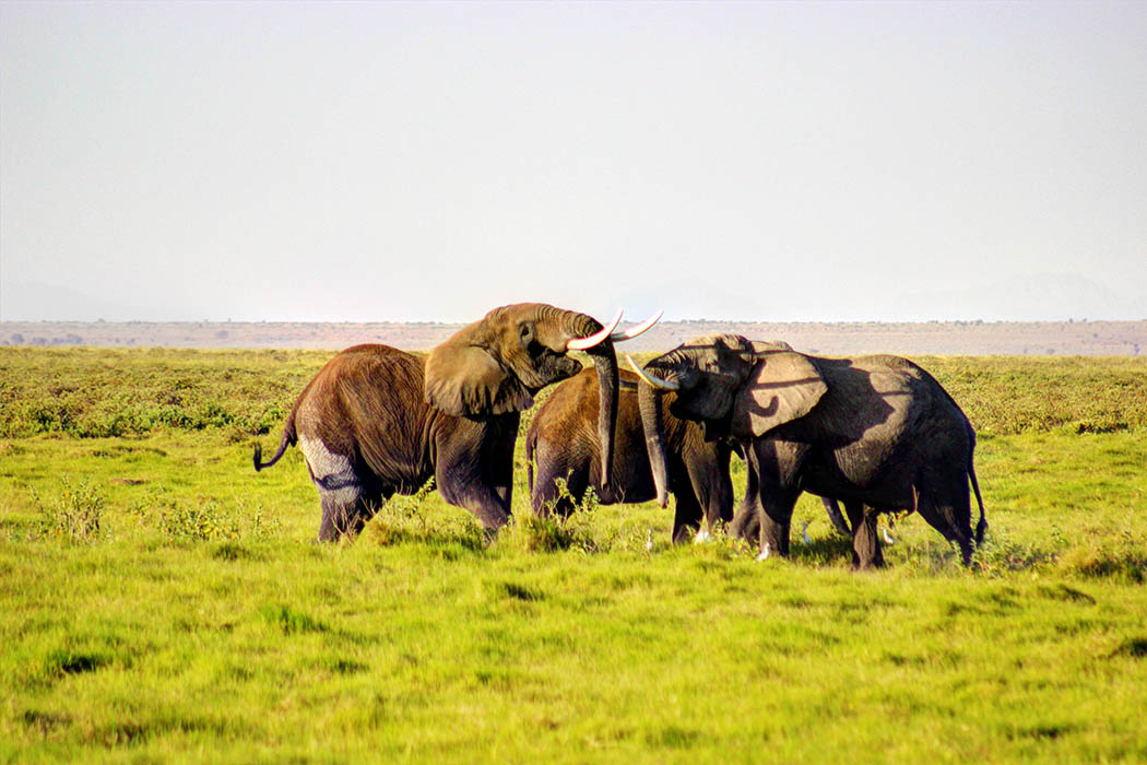Elephants of Amboseli bulls fighting1