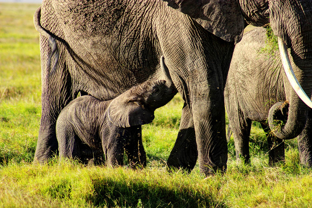 Elephants of Amboseli calf feeding