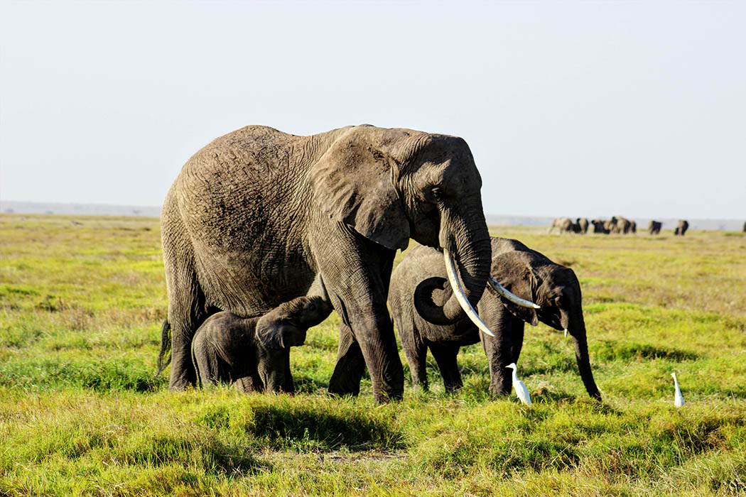 Elephants of Amboseli calf feeding1