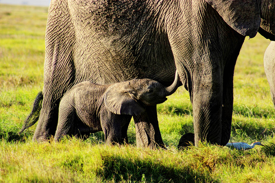 Elephants of Amboseli calf feeding2