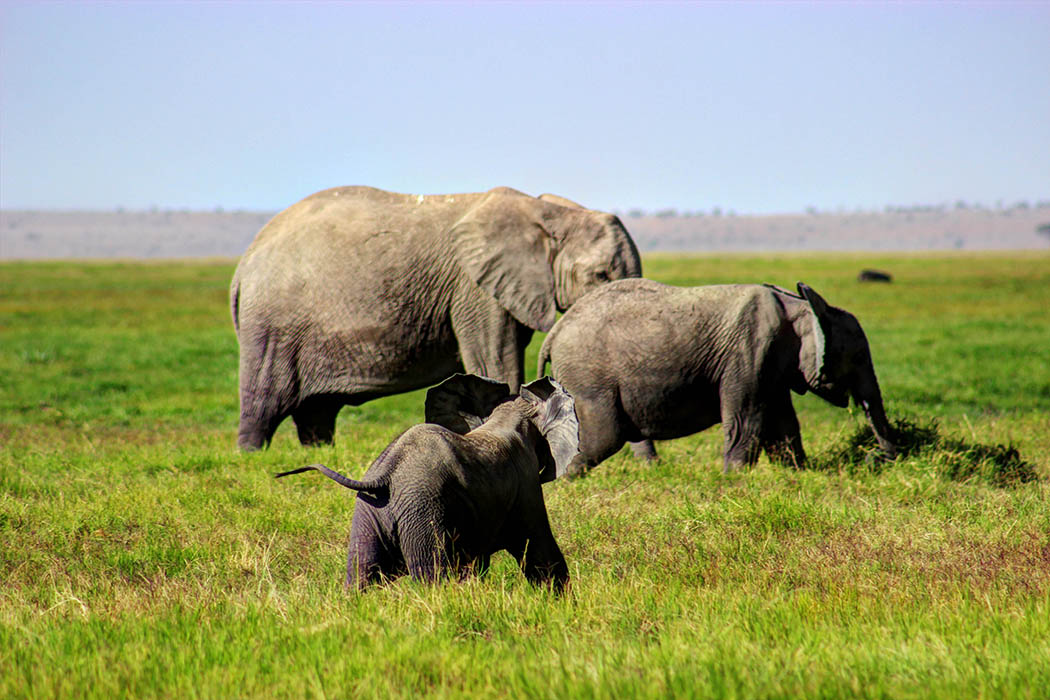 Elephants of Amboseli calf running