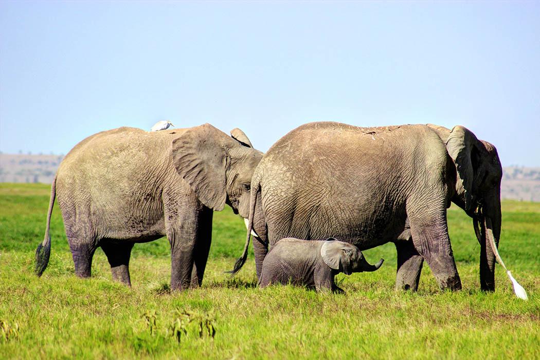 Elephants of Amboseli calf