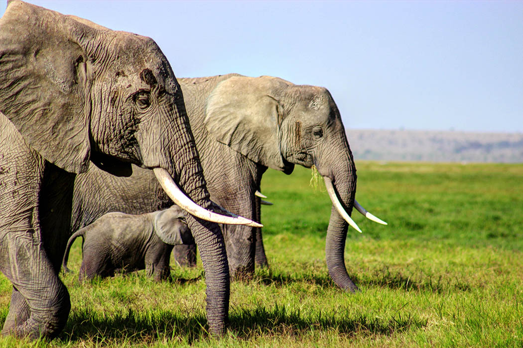 Elephants of Amboseli calf2