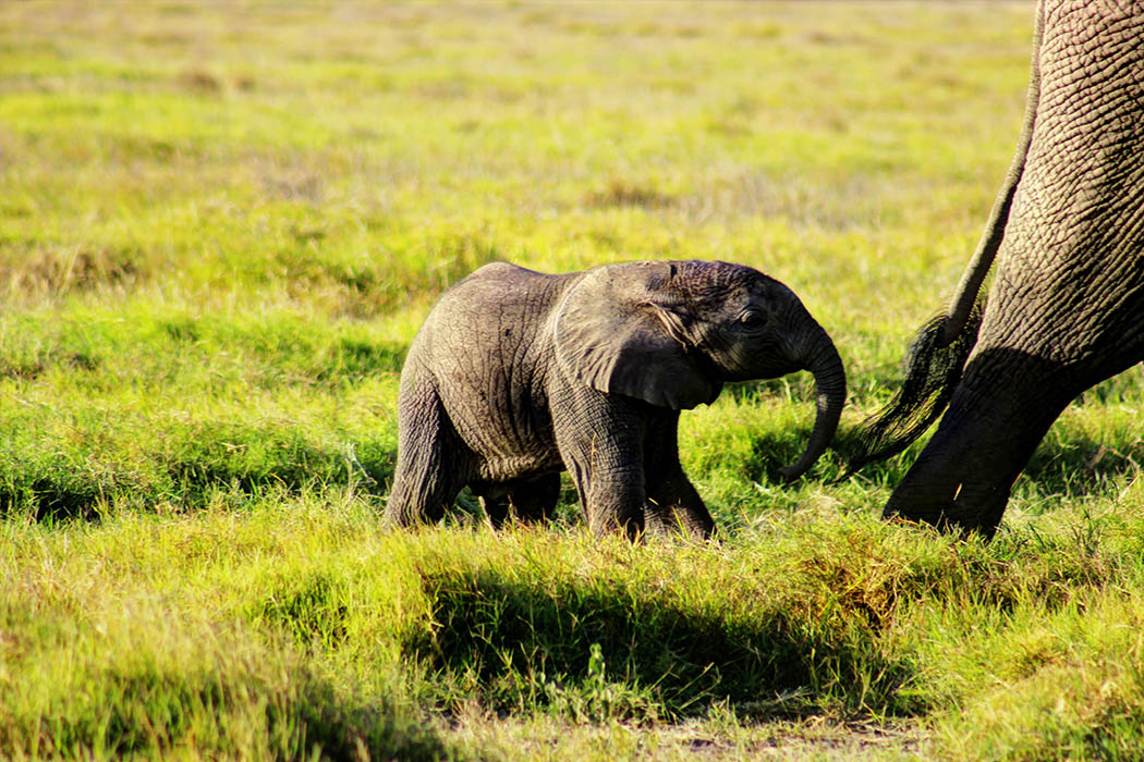 Elephants of Amboseli calf3