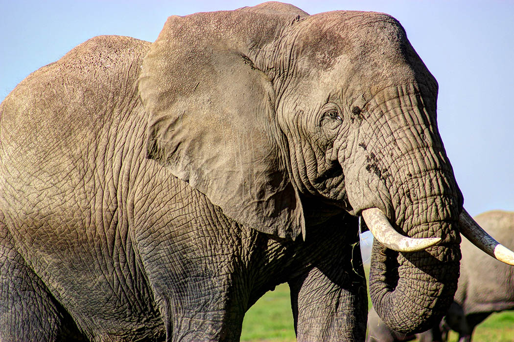 Elephants of Amboseli close up